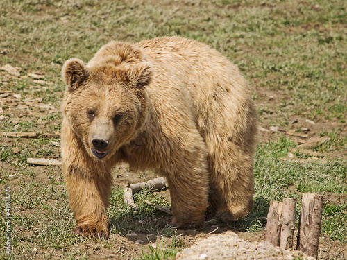 Photo: Braunbär (Ursus arctos) Braunbär (Ursus arctos)