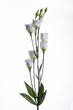 Lisianthus