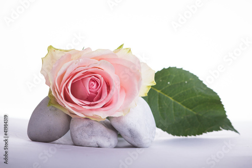 Foto: Rose Rose