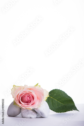Foto: Rose Rose