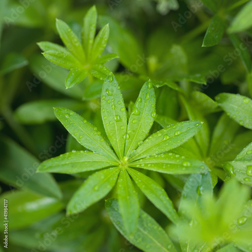 Foto: Waldmeister Waldmeister