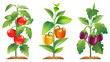 Eggplant, Tomato and Bell pepper plants