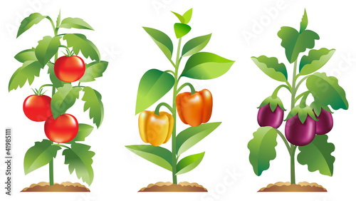 Vector: Eggplant, Tomato and Bell pepper plants Eggplant, Tomato and Bell pepper plants