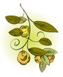 The branch of quince with fruit The branch of quince with fruit