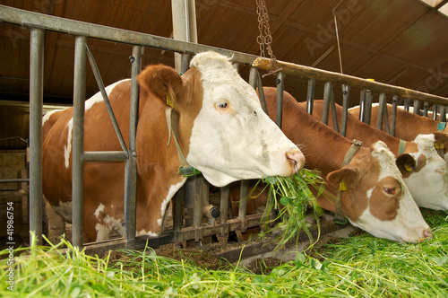 Photo: Kühe beim fressen im Kuhstall Kühe beim fressen im Kuhstall