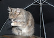 cat under a umbrella
