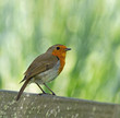 European Robin Perched