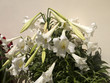 Spectacular lilies on the Island of Santorini Greece