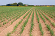Large field with young onion plants in rows