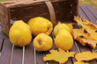 Foto: Korb mit Quitten und Herbstblättern Korb mit Quitten und Herbstblättern