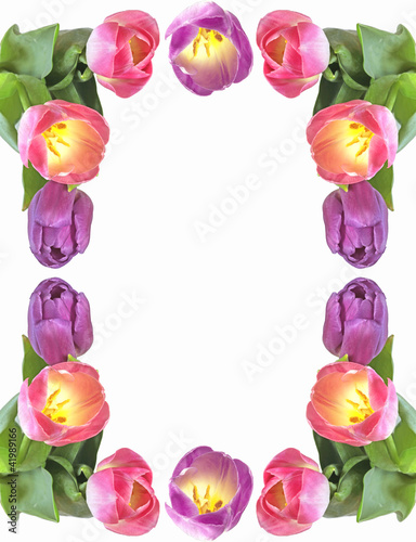 Photo: Tulip flower border, white background Tulip flower border, white background