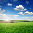 picturesque pea field and blue sky