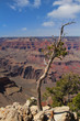 Dry tree