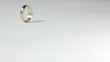 Video: pink gold ring rolling on whte background pink gold ring rolling on whte background