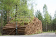 Springtime logs