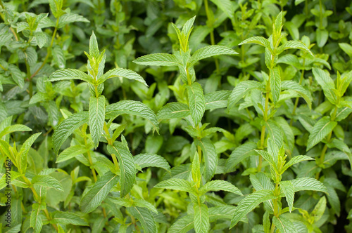 Photo: Mint in a garden Mint in a garden