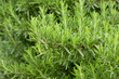 Photo: Rosemary Rosemary