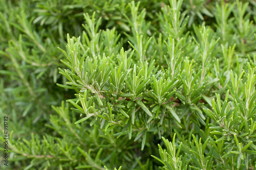 Photo: Rosemary Rosemary