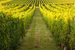 Foto: Endless rows in a vineyard Endless rows in a vineyard
