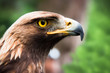 Steinadler