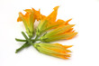 fiori di zucca