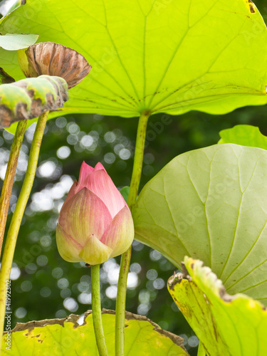 Photo: Sacred Lotus Sacred Lotus