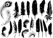 twenty black isolated feathers