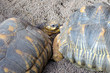 Pair of critically endangered turtles (Astrochelys radiata)