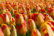 Photo: Tulip field in Holland Tulip field in Holland