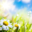 art abstract background summer flower in grass with water drops