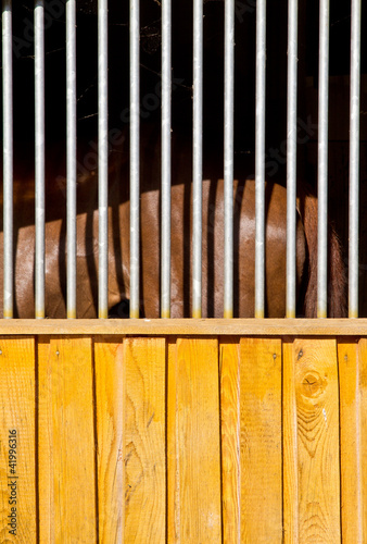 Photo: Pferd im Stall Pferd im Stall