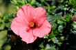 Hibiskus