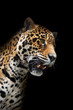 Foto: Jaguar head in darkness, isolated Jaguar head in darkness, isolated