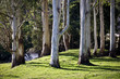 Eucalyptus trunks in soft afternoon light. Tasmania, Australia