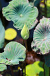 Photo: White lotus flower White lotus flower