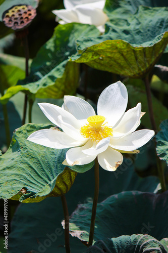 Photo: White lotus flower White lotus flower