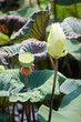 Photo: White lotus flower White lotus flower