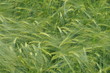 Foto: Gerste Gerste
