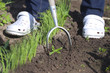 Germination of onions.