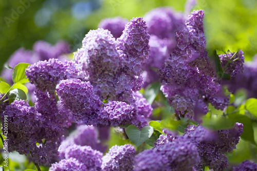 Foto: Lilac. Lilac.
