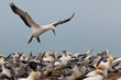 Colony of Australasian Gannets, Morus serrator