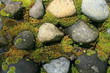 Moss Covered, Rock Wall