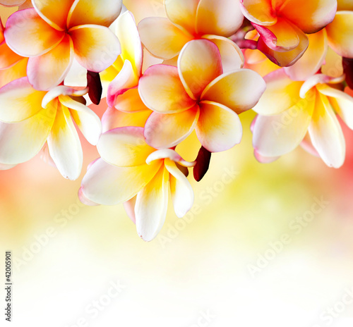 Photo: Frangipani Tropical Spa Flower. Plumeria Border Design Frangipani Tropical Spa Flower. Plumeria Border Design