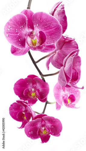 Photo: Orchid flowers, isolated on white background Orchid flowers, isolated on white background
