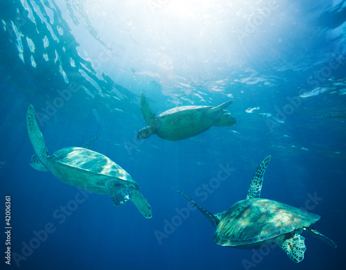 Photo: school of sea turtles migrating school of sea turtles migrating