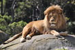 Resting african lion