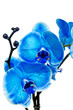 Blue orchid