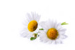 art daisies summer  white flower isolated on white background
