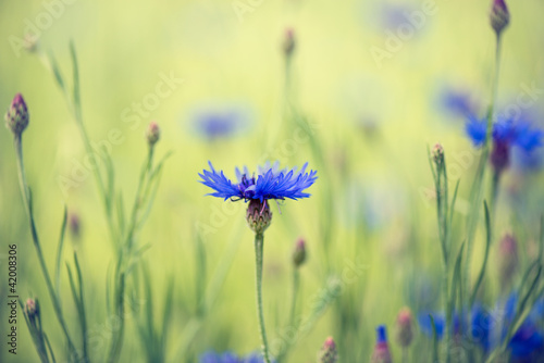 Photo: Cornflowers Cornflowers