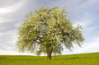 Apfelbaum Plantage